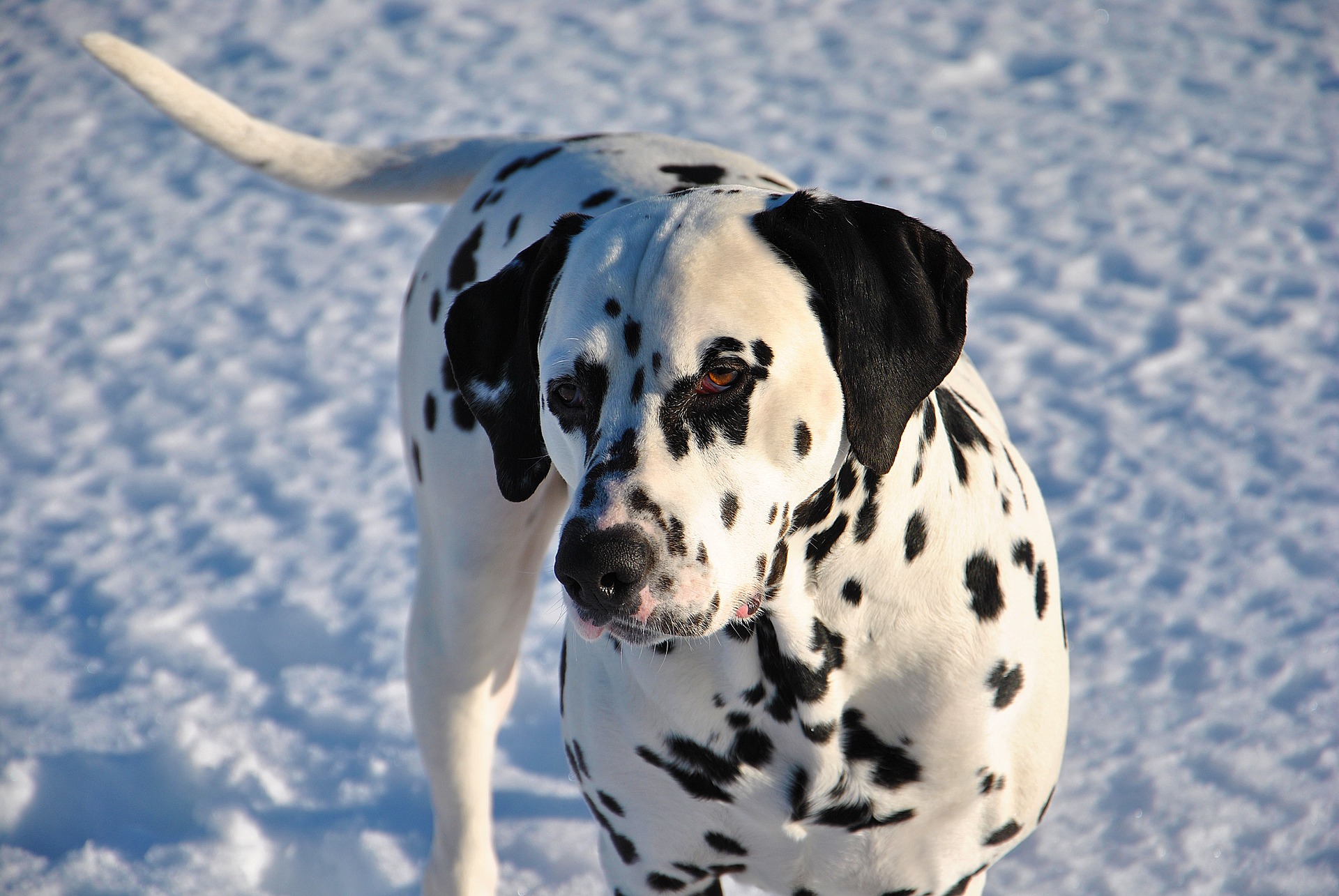 Dalmatin i snön